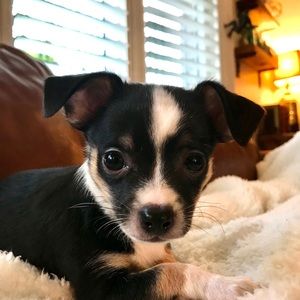 Meet your Posher, Susan